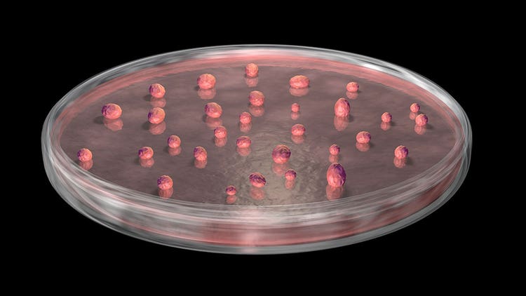 3D Organoid Cultures