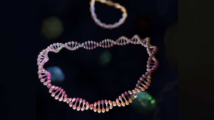 Building Diverse Plasmid