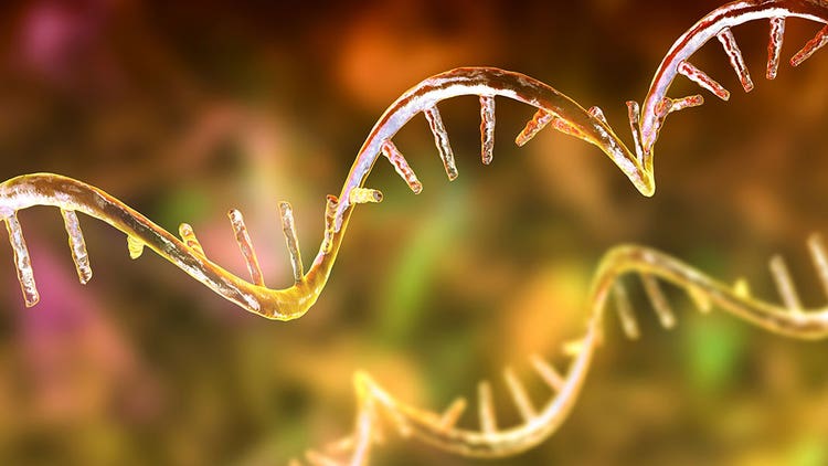 Rapid Characterization Mrna
