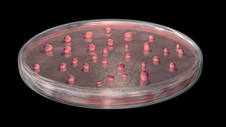 3D Organoid Cultures