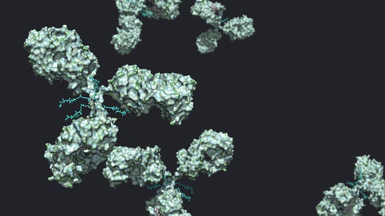 Advancing Antibody