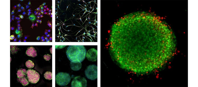Innovation at Molecular Devices
