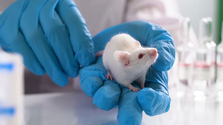 Animal testing for drug discovery