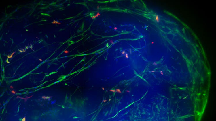 Cell Culture In Vitro