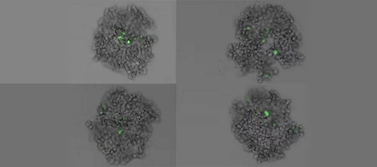 Efficient Long-Term Time-Lapse Microscopy