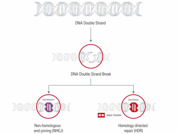 Danaher Corporation