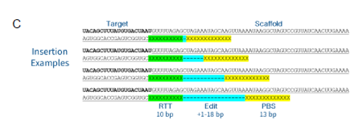 mrna prime editing platform 3