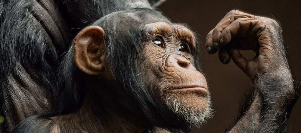 Zoonotic Research Requires a Focus on the Wild