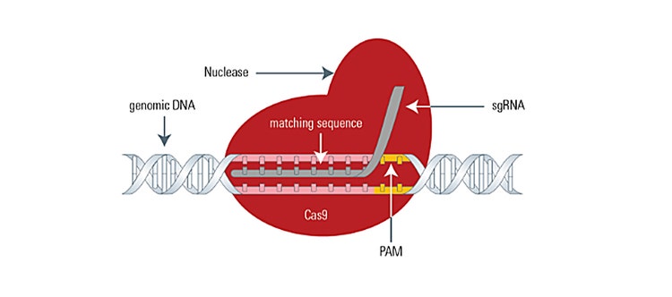 Gene Editing with CRISPR/Cas9