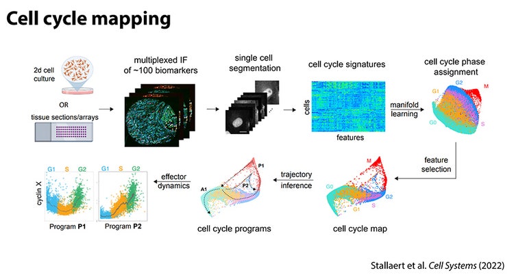 Cartoon depiction of Dr. Stallaert's cell cycle mapping process. The process includes multiplexing of around 100 biomarkers and deep visual characterization leveraging Abcam antibodies and Leica Microsystems microscopes.