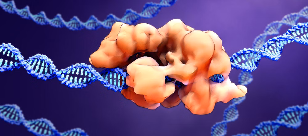 CRISPR libraries