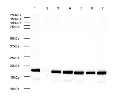 Goat rabbit ab6721 western blot img138308