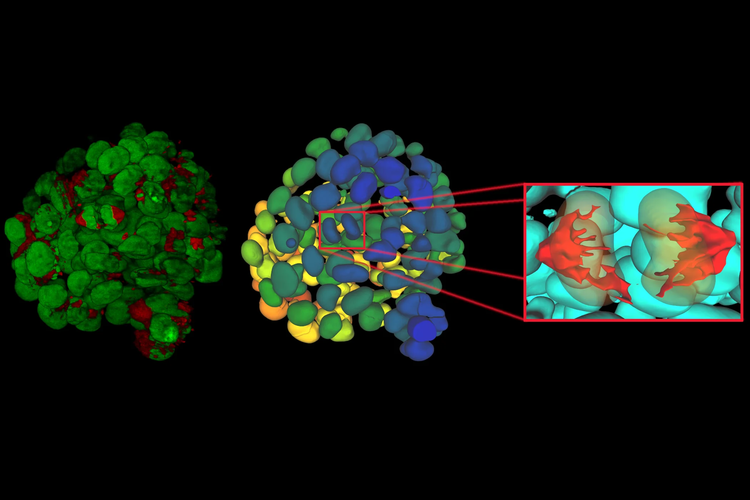 Aivia image analysis