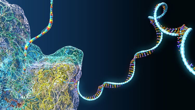 mRNA Characterization