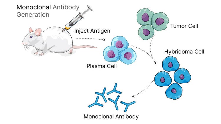 Antibody Hybridoma Cell Isolation
