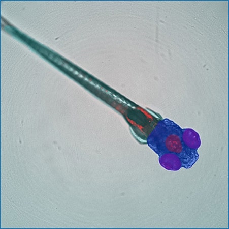 In carta image