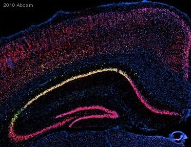 Gfp antibody