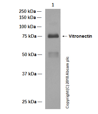 Anti-Vitronectin S Protein antibody
