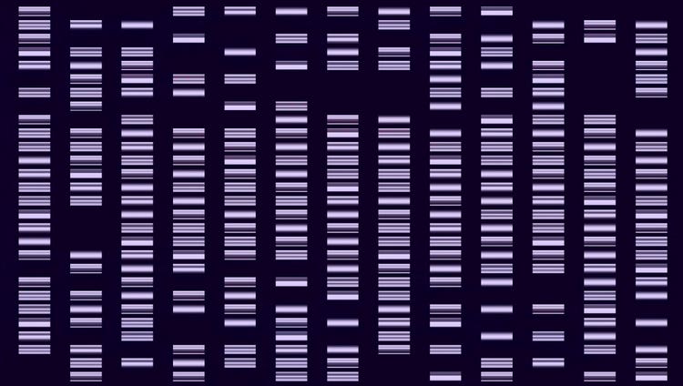 A stylized blot showing bands related to Molecular Biology and Genetic analyses.