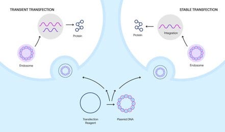 Transient vs Stable Transfection