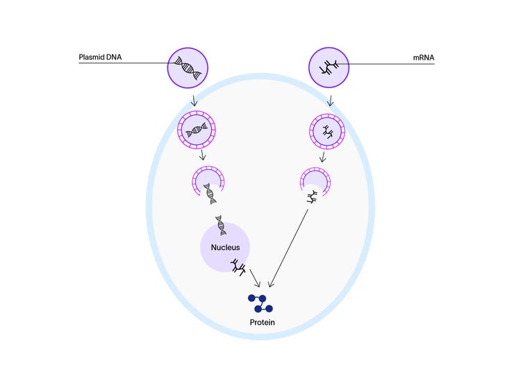 Cellular transfection process showing the delivery of plasmid DNA and mRNA and their paths to creating a protein.