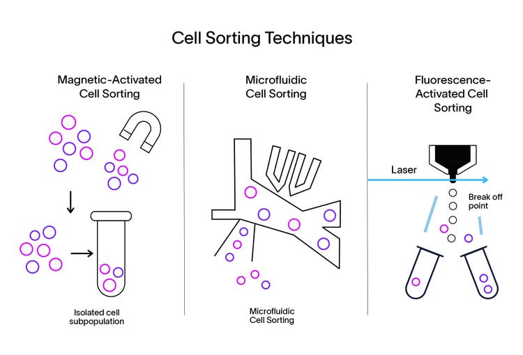 Cell sorting technique comparison showing three methods: magnetic-activated cell sorting, microfluidic cell sorting and fluorescence-activated cell sorting.