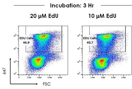 Edu assay edu staining proliferation