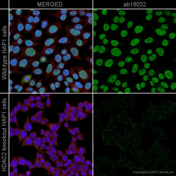 Anti HDAC2 antibody