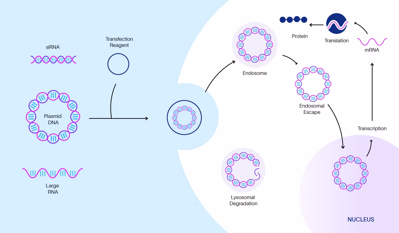 Transfection mechanism of action showing siRNA, plasmid DNA and large RNA molecules. The process starts with endosomal uptake followed by endosomal escape, nuclear transcription, and ends with protein translation.
