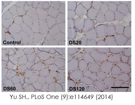 Mouse and rabbit specific hrp dab detection