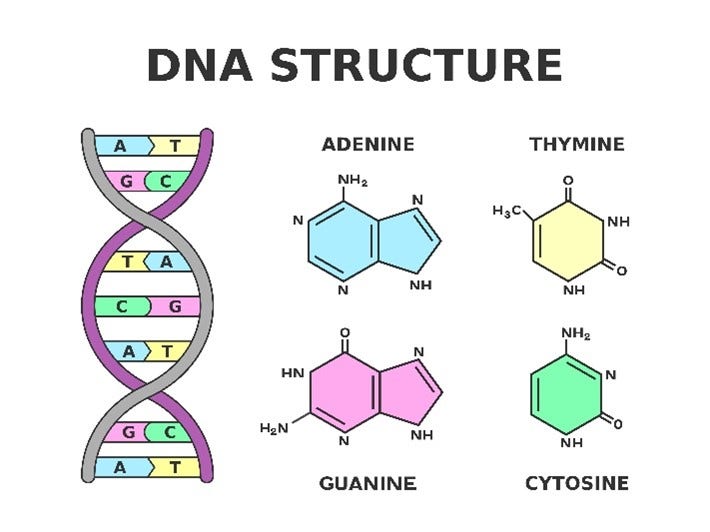 sanger-sequencing