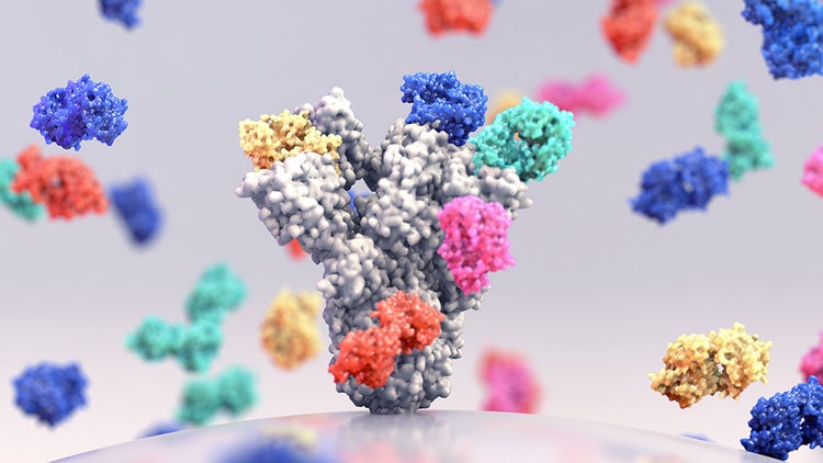 Monoclonal Antibody Production and Technology
