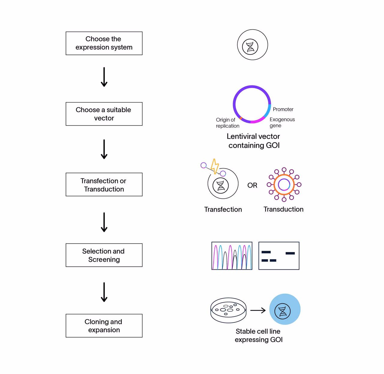 Flowchart illustrating a gene expression workflow: choosing the expression system and vector, transfection or transduction, selection and screening, followed by cloning and expansion to create stable cell lines expressing the gene of interest.