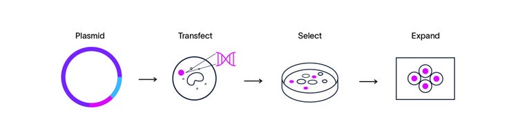 Laboratory workflow showing four sequential steps: plasmid preparation, cell transfection, selection of transfected cells and expansion of selected cell colonies.
