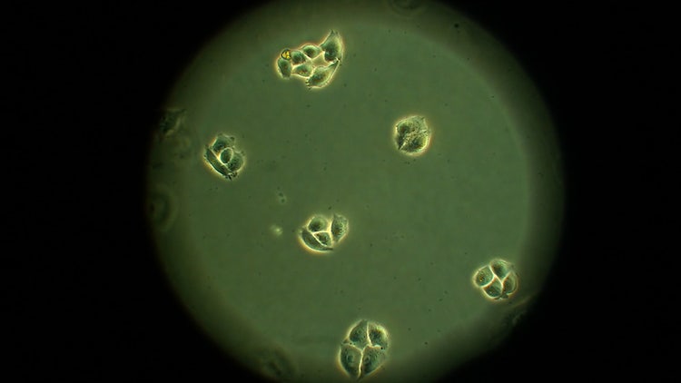 Chinese Hamster Ovary (CHO) Cells
