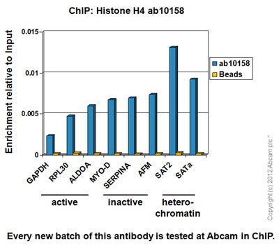 Histone h4 antibody chip grade