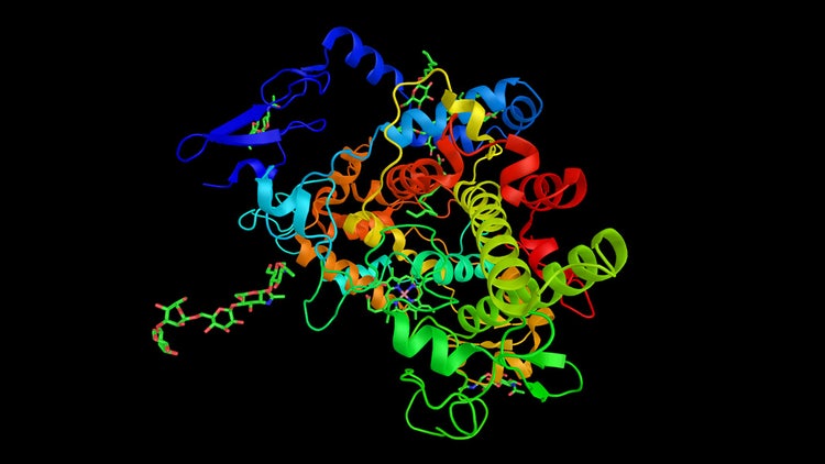 FGF Signaling Pathway