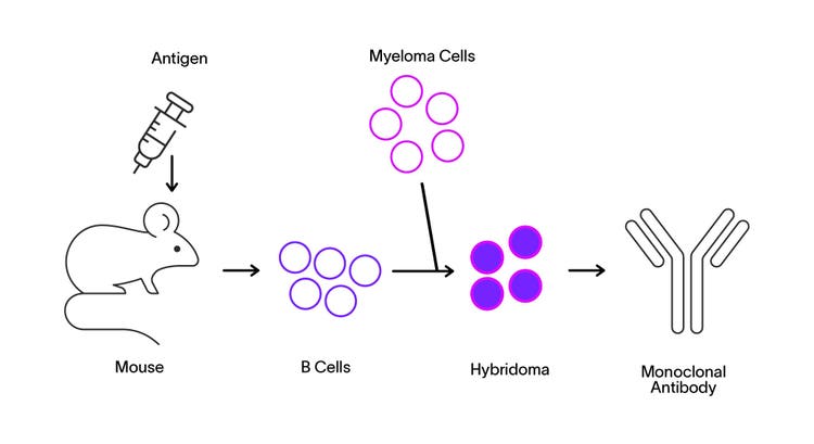 Showing monoclonal antibody production process: antigen injection into mouse, leading to B cell activation, fusion with myeloma cells to create hybridoma, resulting in monoclonal antibody production.
