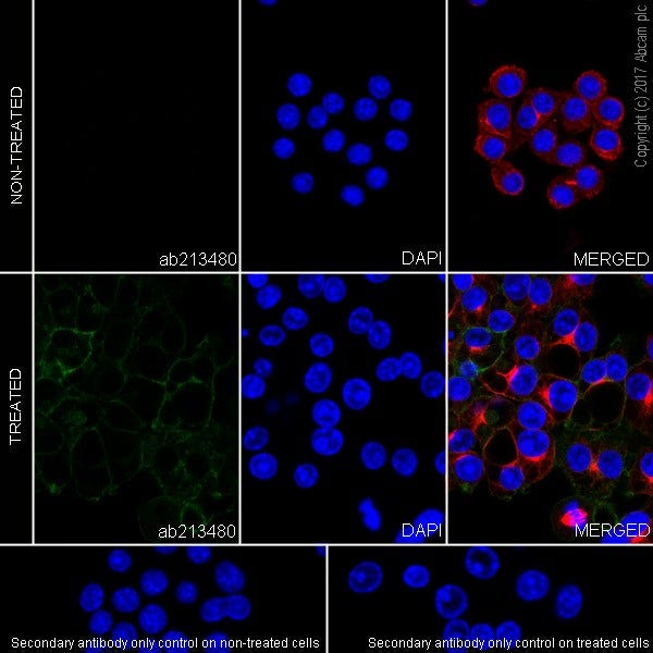 Pd l1 antibody epr20529