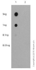 Stat3 phospho y705 antibody ep2147y