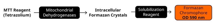 Mtt assay kit cell proliferation
