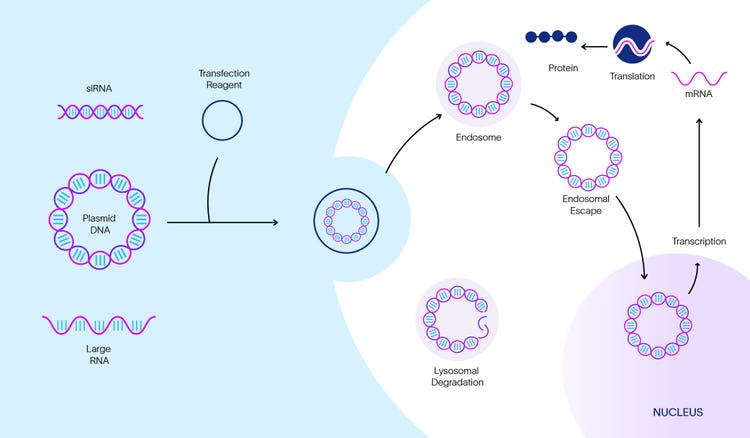 Transfection mechanism of action showing siRNA, plasmid DNA and large RNA molecules. The process starts with endosomal uptake followed by endosomal escape, nuclear transcription, and ends with protein translation.