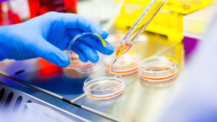 Stem Cells