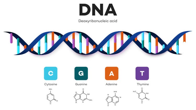 Sequencing Dideoxy