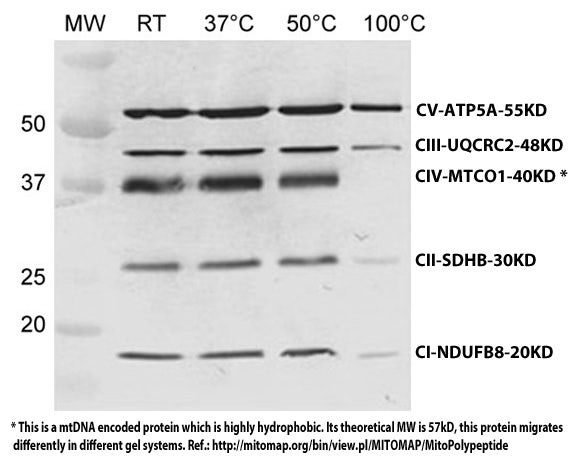 Oxphos rodent WB antibody cocktail