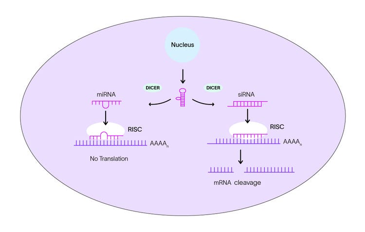 RNA interference pathway illustrating DICER processing of miRNA and siRNA, RISC complex formation, and downstream effects including translation inhibition and mRNA cleavage within a cell.