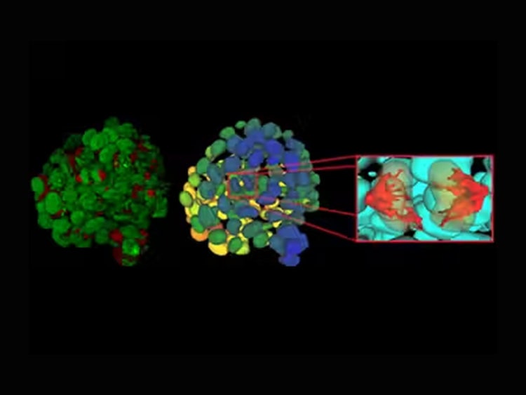 Aivia AI Image Analysis Software