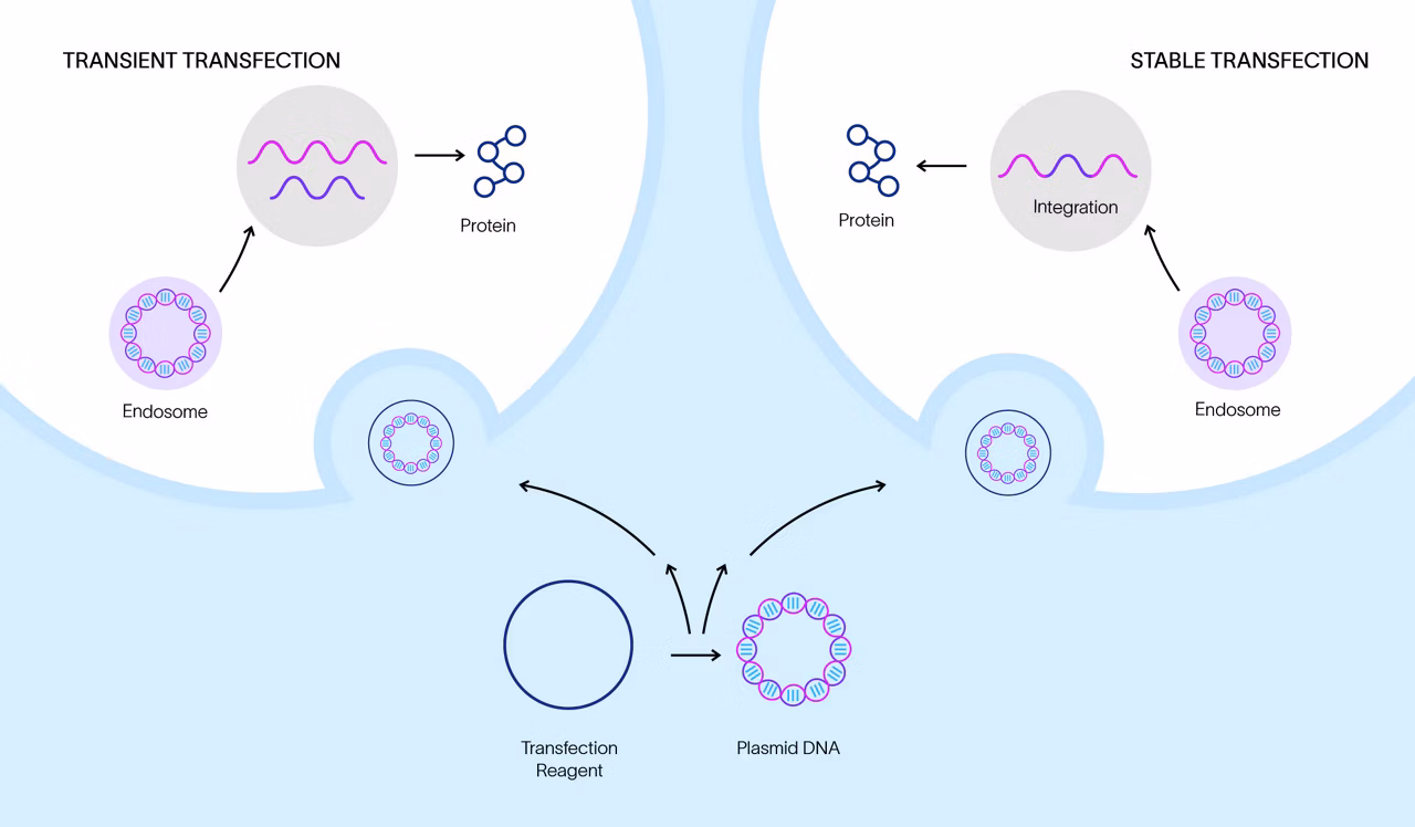 Comparison of transient and stable transfection methods.