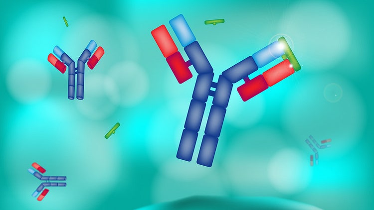 Antibody Labeling