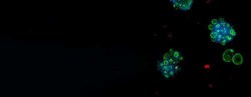 3d ready organoid expansion service